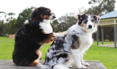 Canine Chiropractic / Dog Chiropractor