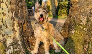 Eversley and Blackbushe Airport Walk