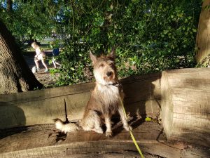 Savill Garden to Virginia Water circular