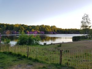 Savill Garden to Virginia Water circular