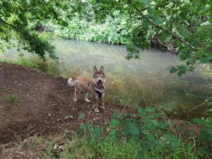 Recommended Walk - Moor Green Lakes to Wick Hill - 02