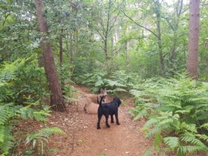 Recommended Walk - Moor Green Lakes to Wick Hill - 06