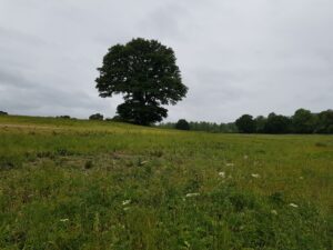 Recommended Walk - Thatcham and Crookham Common Circular 4