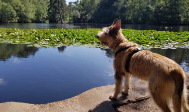 Simon's Wood and Horseshoe Lake Circular 06