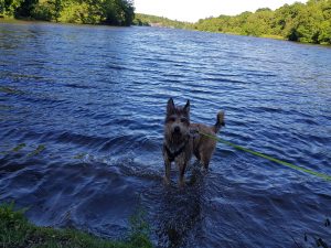 Savill Garden to Virginia Water circular