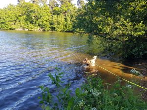 Savill Garden to Virginia Water circular