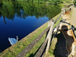 Savill Garden to Virginia Water circular
