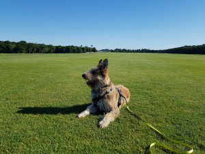 Savill Garden to Virginia Water circular