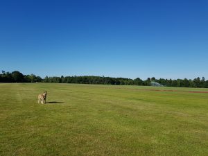 Savill Garden to Virginia Water circular
