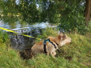 Thames Walk - Cookham to Cock Marsh Circular
