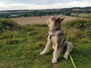 Thames Walk - Cookham to Cock Marsh Circular