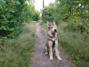 Thames Walk - Cookham to Cock Marsh Circular