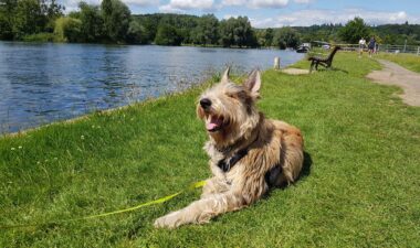 Thames Walk - Temple Island Meadows to Aston Circular