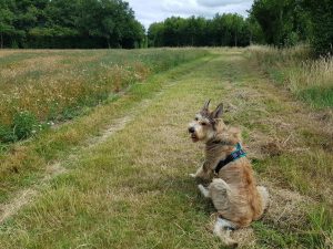 Dogmersfield and Basingstoke Canal Circular
