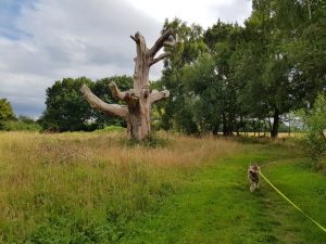 Dogmersfield and Basingstoke Canal Circular