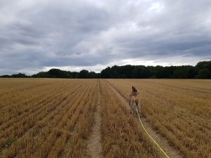 Dogmersfield and Basingstoke Canal Circular