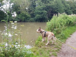 Dogmersfield and Basingstoke Canal Circular