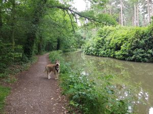Dogmersfield and Basingstoke Canal Circular