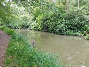 Dogmersfield and Basingstoke Canal Circular