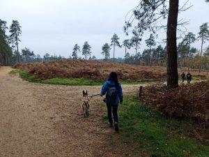 Swinley Forest and Caesar's Hill Walk