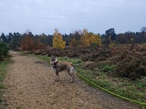 Swinley Forest and Caesar's Hill Walk