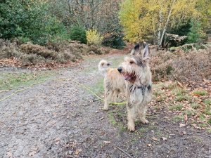 Recommended Walk – Swinley Forest and Caesar’s Hill Walk Recommended Walk – Swinley Forest and Caesar’s Hill Walk