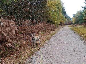 Swinley Forest and Caesar's Hill Walk