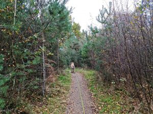 Swinley Forest and Caesar's Hill Walk