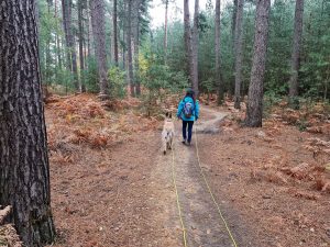 Swinley Forest and Caesar's Hill Walk