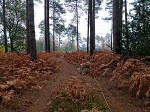 Swinley Forest and Caesar's Hill Walk