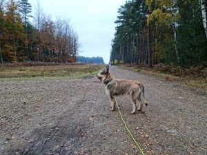 Swinley Forest and Caesar's Hill Walk