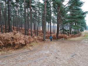 Swinley Forest and Caesar's Hill Walk