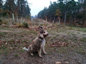 Swinley Forest and Caesar's Hill Walk