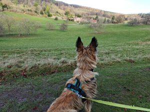 Stonor Park Circular Walk