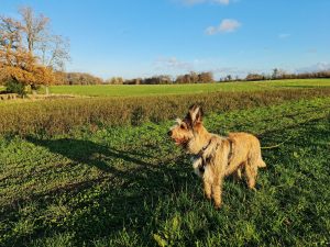 Stonor Park Circular Walk