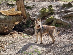 Knowl Hill Circular 10