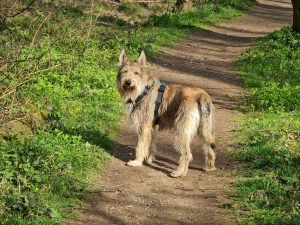 Recommended Walk – Knowl Hill Circular Walk Recommended Walk – Knowl Hill Circular Walk